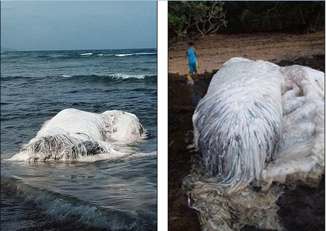   Người dân địa phương đã bị sốc và đổ xô đến bãi biển ở Cagdainao, quần đảo Dinagat, Philipines để tận mắt chứng kiến con thú khổng lồ trông như quái vật màu trắng.  