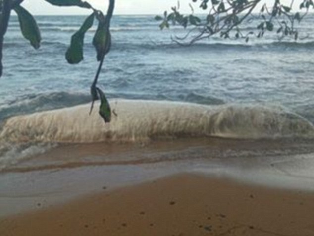 Con thú trắng khổng lồ được cho là dạt bờ biển do một trận động đất xảy ra gần đây