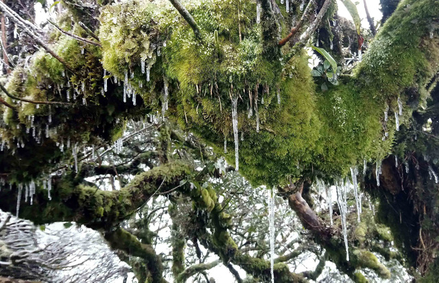   Nhũ băng trên những cành cây cổ thụ rong rêu. Ảnh: Quốc Đạt - TTXVN  