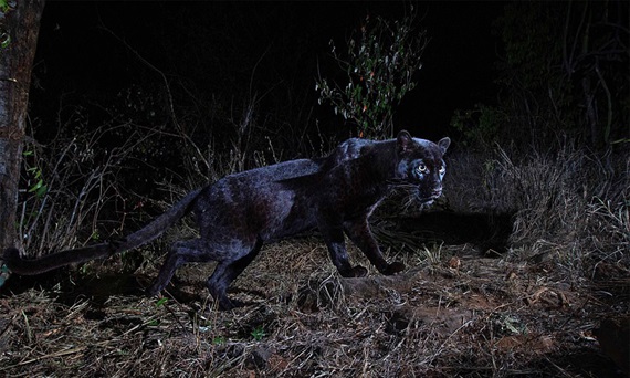 Phát hiện loài báo đen châu Phi tự nhiên quý hiếm
