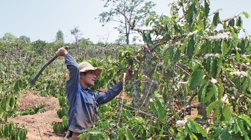 Giá cà phê tươi niên vụ 2013-2014 chỉ còn 3.500 đồng đến 4.000 đồng/kg khiến người nông dân tại Thừa Thiên Huế đành chặt bỏ hàng chục ha để trồng loại cây khác. Tính trung bình, nếu tiếp tục sản xuất, mỗi tháng, nông dân thua lỗ từ 8-10 triệu đồng/ha. Ảnh: Tuổi trẻ.