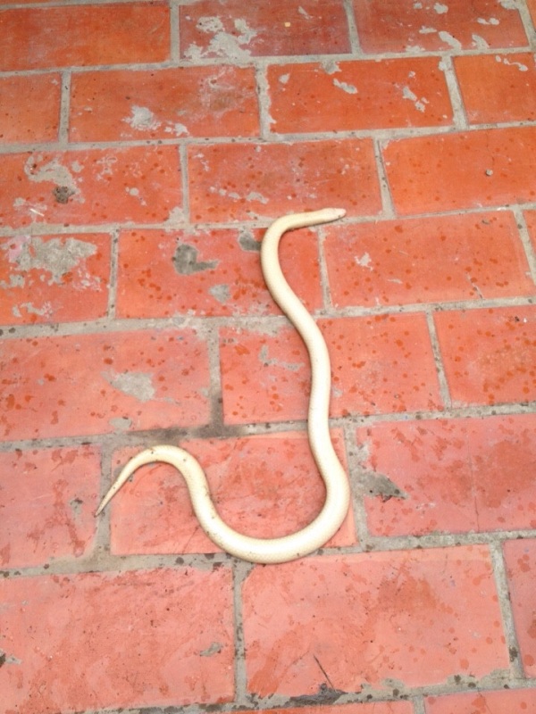 Toàn thân con rắn có màu trắng thế này