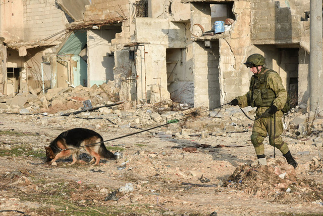 Kỹ sư quân sự Nga dò mìn tại Aleppo với sự hỗ trợ của chó nghiệp vụ