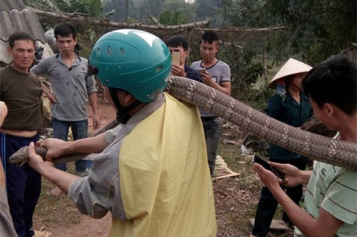 ran-ho-mang-nguoi-dan-bat-duoc-giua-duong-co-ten-trong-sach-do-1