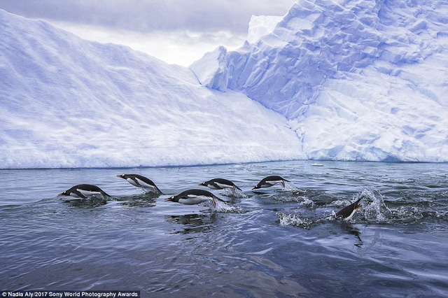 Những chú chim cánh cụt lao mình xuống dòng nước lạnh giá ở Nam Cực. (Giải ba National Awards, tay máy người Mỹ)