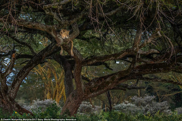 Một chú sư tử leo lên cây nằm nghỉ trong công viên quốc gia Hồ Nakuru ở Kenya. (Giải nhất National Awards, tay máy người Sri Lanka)