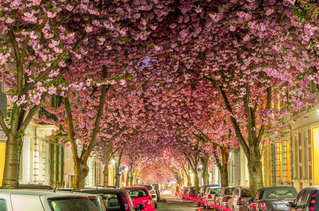 Thành phố Bonn, Đức