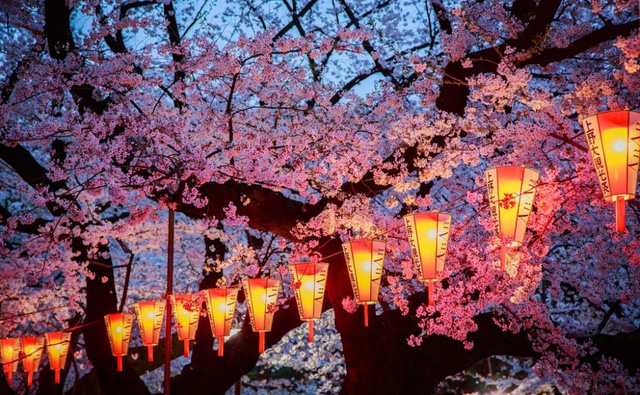 Thủ đô Tokyo rực rỡ trong lễ hội hoa