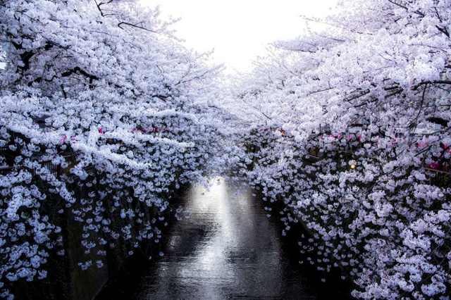 Dòng sông Meguro với sắc hoa trắng tinh khôi