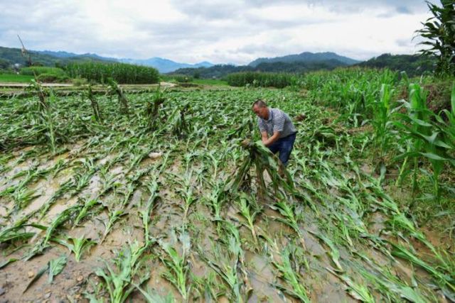 Ruộng ngô ở Quý Châu đổ rạp sau mưa lũ. (Ảnh: Reuters)