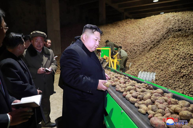   Triều Tiên từng đẩy mạnh cuộc cách mạng trong lĩnh vực trồng khoai tây do cố lãnh đạo Kim Jong-il khởi xướng từ năm 1998. Đây là một phần trong chính sách trọng tâm của các nhà lãnh đạo Triều Tiên nhằm giải quyết vấn đề lương thực cho người dân.  