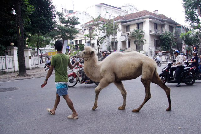   Lạc đà là tên gọi để chỉ một trong hai loài động vật guốc chẵn lớn trong chi Camelus, là lạc đà một bướu và lạc đà hai bướu. Cả hai loài này có nguồn gốc từ các vùng sa mạc của châu Á và Bắc Phi. Đây là loài động vật lớn nhất sống được trên sa mạc và các vùng khô cằn thiếu nước uống.  