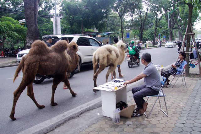   Lạc đà được dắt đi dạo nhằm mục đích làm quen với thời tiết, khí hậu ở Hà Nội.  
