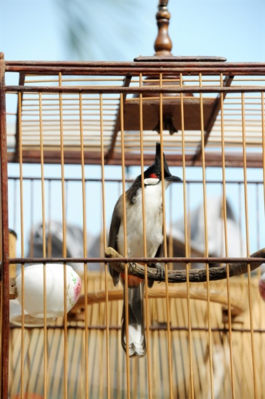Đại gia Hà Thành Chương Tailor kể về hành trình bay từ London về Việt Nam,  chi gần nửa tỷ mua tổ chim non đột biến bổ sung vào bộ sưu tập