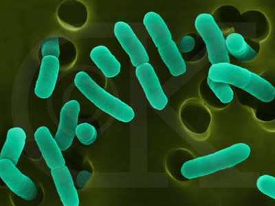 khi có điều kiện thích hợp, một số nhóm E. coli gây độc tăng sinh mạnh, trở thành nguyên nhân quan trọng gây tiêu chảy trên người 