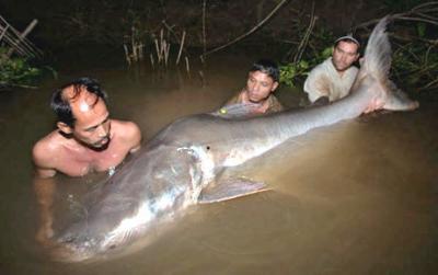 Cá tra khổng lồ bắt được đêm 13/11/2007 (Tonle Sap, Cam Bốt)