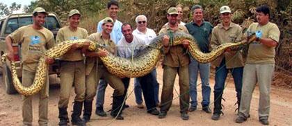 một trong số con rắn khổng lồ được tìm thấy trên thế giới