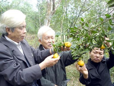 Thanh Hoá quan tâm khoa học trong nông nghiệp (ảnh Trần Cường)