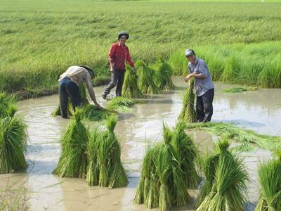 Xuống giống lúa ở ĐBSCL (ảnh Thanh Sơn)