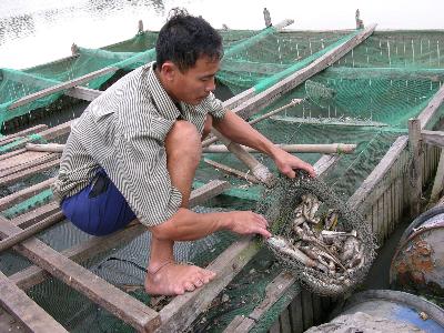Cá chết do ô nhiễm nguồn nước.