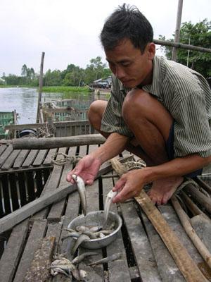 Cá chết hàng loạt do ô nhiễm ở Hậu Giang