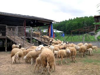 Thịt cừu từng bị người tiêu dùng ác cảm
