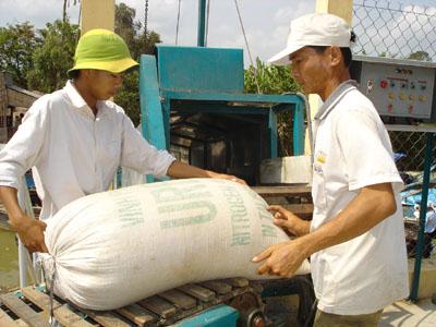 Thu mua lúa gạo xuất khẩu ở ĐBSCL