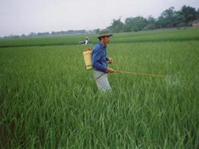 Phun thuốc trừ rầy nâu hại lúa