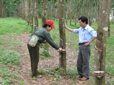 Chủ tịch Công đoàn NT Tây Hiếu 2, ông Phạm Xuân Đức bên vườn cao su của chị Phương ở đội Tân Thành