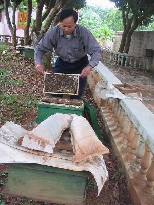 Giám đốc XN ong Khu 4 ông Võ Việt Dũng kiểm tra chất lượng đàn ong của anh Long ở huyện Nghĩa Đàn