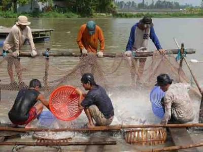 Nông dân huyện Phú Tân Thu hoạch cá tra nuôi hầm.