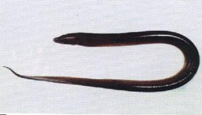 Lươn đồng Monopterus albus