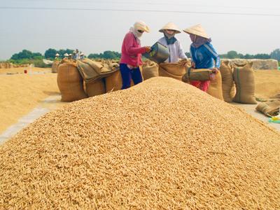 Nông dân không chấp nhận bán lúa còn DN thì mua vào rất ít