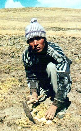 Nông dân Peru thu hoạch củ maca