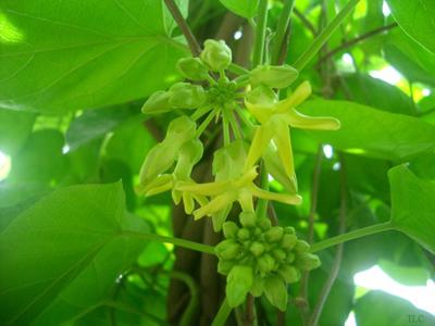 Để thiên lý nhiều hoa Để Thiên Lý Nhiều Hoa
