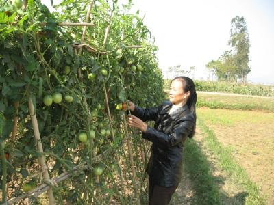 Trồng cà chua ghép ở Đông Xuân - Sóc Sơn - Hà Nội