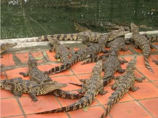 Cần Thơ phát triển mô hình nuôi cá sấu kết hợp với du lịch  Du lịch   Vietnam VietnamPlus