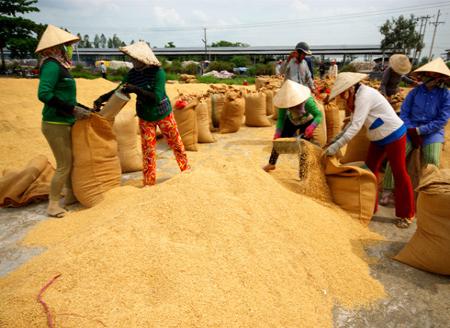Theo Bộ Nông nghiệp phát triển nông thôn, các tỉnh đồng bằng sông Cửu Long đã thu hoạch hơn 50% diện tích lúa Đông Xuân, năng suất bình quân 6,5-7,5 tấn một ha, cao hơn so với cùng kỳ năm trước.