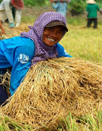 Mặc dù giá lúa còn thấp, hơn 5.000 đồng một kg, nhưng năng suất cao vẫn mang lại lãi lớn cho nông dân. Anh nông dân này cười tươi khi ôm bó lúa trĩu tay.