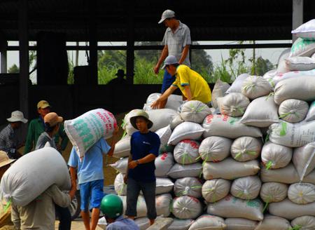 Sau tất cả công đoạn gặt, phơi sấy khô, lúa được đóng bao bán cho thương lái để tập kết ra cảng chuẩn bị xuất khẩu. Năm nay được mùa, nông dân lãi từ 20 đến 25 triệu đồng trên một ha.