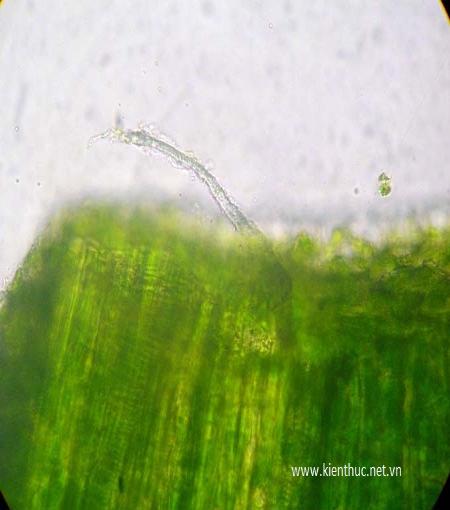 Và phía dưới gốc, các nhà khoa học đã phát hiện một thể nhầy trong suốt vắt ngang chiếc lá. Trong ảnh là một thân cây mới, chưa có hoa bắt đầu nhủ lên từ thể nhầy. Thân này cũng trong suốt như pha lê. Chính các yếu tố này đã khiến các nhà khoa học cho rằng đây không phải là nấm sợi mà có thể là nấm nhầy. Nấm nhầy với cơ thể là một khối nhầy, khi muốn sinh sản sẽ tạo ra các thể sinh sản mang bào tử. Cột đưa bào tử lên cao đu trong gió để phát tán. Khi có điều kiện thích hợp, môi trường thuận lợi sẽ phát triển.