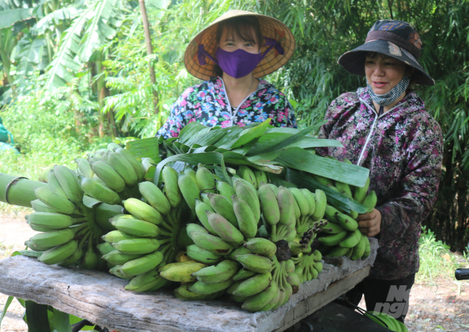 Do dịch Covid-19 nên thương lái thu mua khá ít, chỉ có một vài hộ xuất được sang Trung Quốc nhưng số lượng không đáng kể, khiến người dân thất thu, lo lắng.