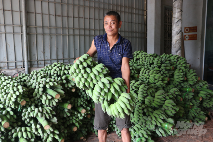 Không chỉ chủ vườn, các thương lái mua đi bán lại cũng điêu đứng khi giá chuối giảm.