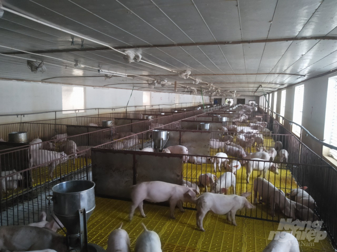 Thứ trưởng Bộ NN-PTNT Phùng Đức Tiến cho biết: Việc tái đàn, tăng đàn lợn là giải pháp để đảm bảo đủ cân đối cung cầu thịt lợn và thực hiện mục tiêu lớn nhất là giảm giá thịt lợn. Ảnh: Hưng Giang.