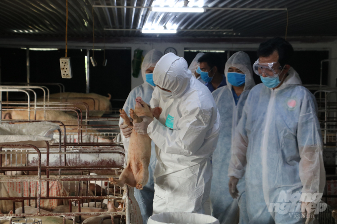 Đoàn công tác Bộ NN-PTNT do Thứ trưởng Phùng Đức Tiến dẫn đầu đã kiểm tra công tác tái đàn lợn. Ảnh: Hưng Giang
