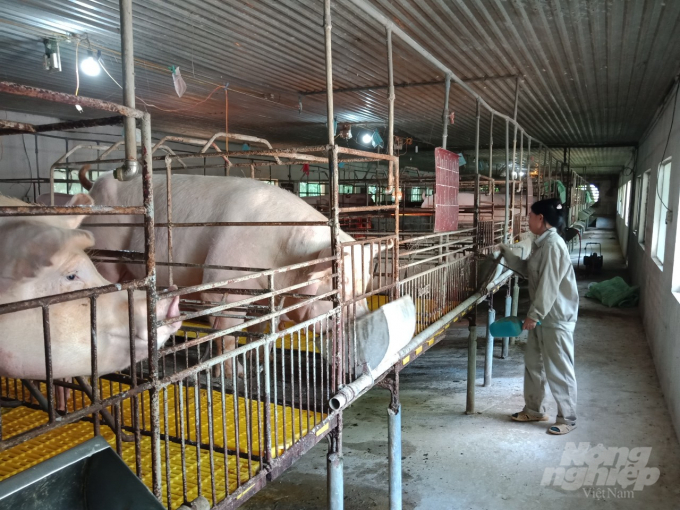 Gia đình ông Nguyễn Văn Tuyến ở xã Lương Phong (huyện Hiệp Hòa) một trong gần 20 chủ trang trại tại Bắc Giang liên kết chăn nuôi lợn với Công ty Hải Thịnh. Gia đình ông được Công ty CP Dinh dưỡng Hải Thịnh cung ứng cám trả chậm và thu mua lợn khi xuất chuồng. 