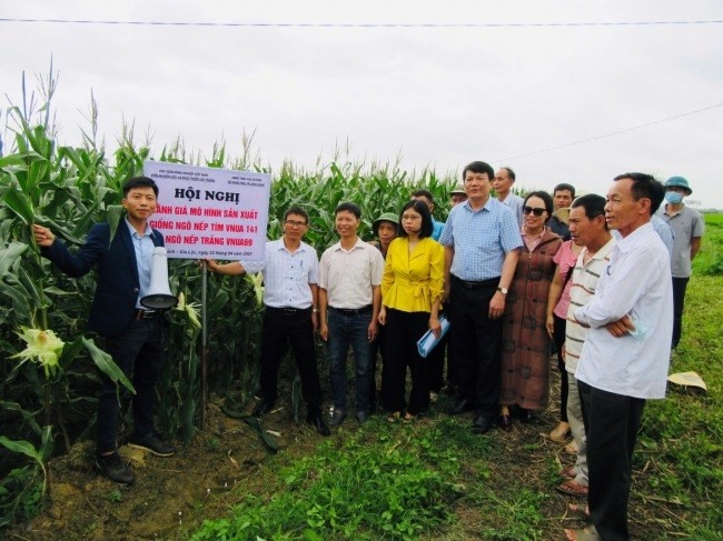 Mô hình sản xuất giống ngô nếp trắng VNUA69 trong vụ Xuân năm 2021 tại xã Gia Khánh, huyện Gia Lộc, tỉnh Hải Dương. Ảnh: TL.