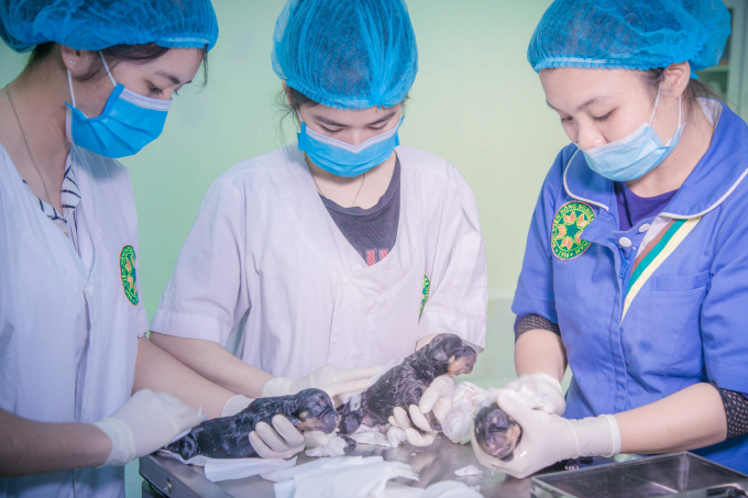 Trong thời gian phòng chống dịch Covid-19, Bệnh viện Thú y (Học viện Nông nghiệp Việt Nam) sẽ triển khai hỗ trợ khách hàng giảm 50% gói nhận lưu trú, chăm sóc vật nuôi. Ảnh: TL