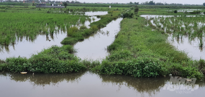 Một đoạn kênh cấp 3 tại xã Quang Hưng, huyện An Lão. Ảnh: Đinh Mười.
