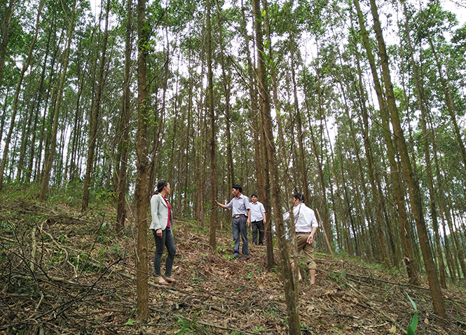 Rừng gỗ lớn phát triển tốt trên địa bàn huyện Minh Hóa. Ảnh: Báo Quảng Bình.